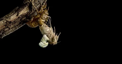 Emergence of cicadas. Stock Footage 100047688