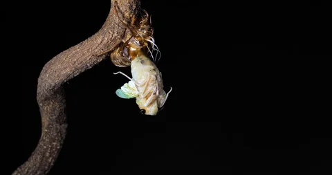 Emergence of cicadas. Stock Footage 107429777