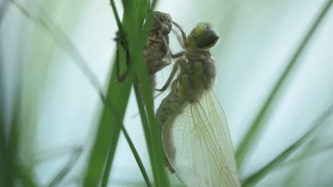 Emergence de libellule Stock Footage 194531531