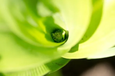 Emergence of flower of corn Stock Photos