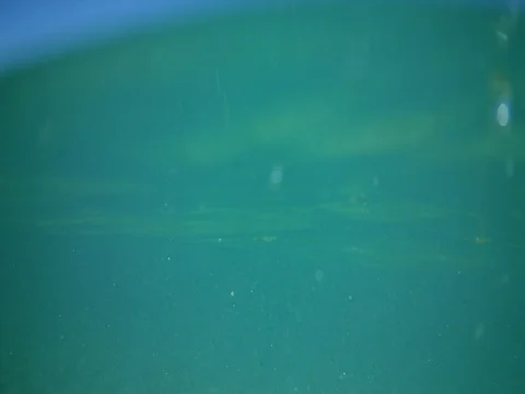 Emergence from the water, Video stock 80150822