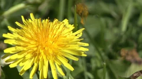 Emergency landing of a bee Video stock 10773674