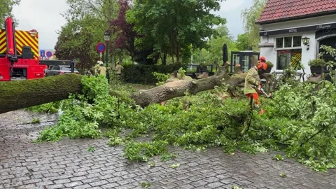 Emergency service crew cleaning up fallen tree that blocked street Vidéo 335105554