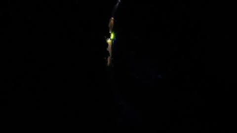 Emergency vehicle navigating a dark road at night, showcasing the intensity Stock Footage 319559795