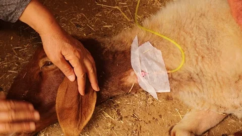 Emergency Veterinary Care as Farmer Comforts Sheep During Urgent IV Treatment Stock Footage 323379528