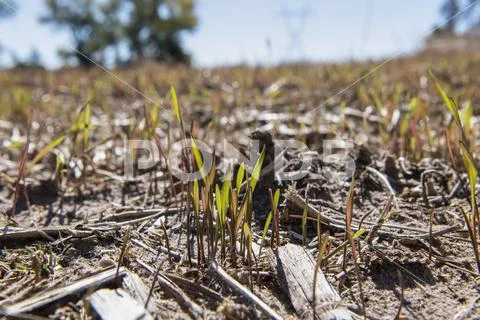 Emergent rye grass,Norfolk County, New England, United States of America Stock Photos