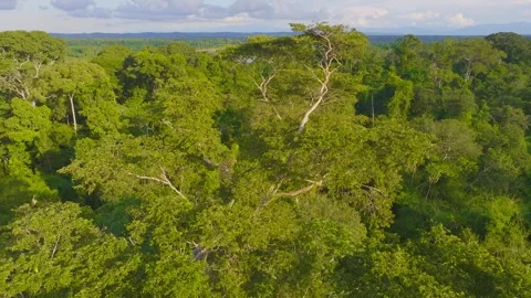 Emergent Tree Rising Above Amazon Rainforest Canopy in Tambopata, Peru, Aerial Stock Footage 314331904