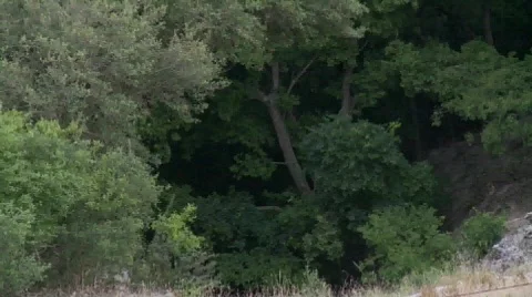 Emerging bats Stockbeeldmateriaal 557157