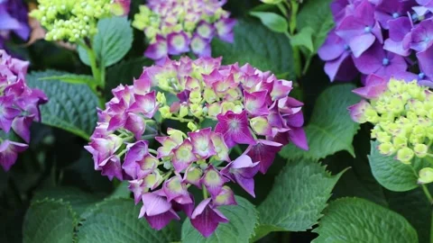 Emerging bigleaf hydrangea bloom with striking purple and yellow florets Stock-Footage 340561741