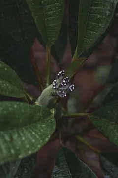 Emerging Bud Stock Photos