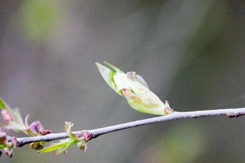 Emerging buds on a branch. Stock Photos