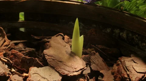 Emerging Bulb Time-lapse - UHD Stock Footage 44479708