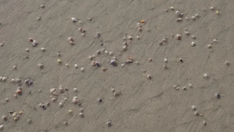 Emerging Coquina Clams 2 Stock Footage 108740221