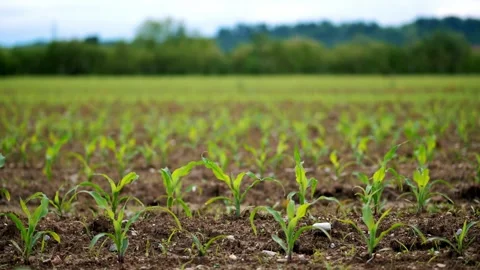 Emerging Corn Seedlings on a Vibrant Agricultural Field Stock Footage 276099307