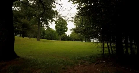 Emerging from a Dark Forest Video stock 81191840