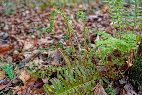 Emerging ferns in the forest Stock Photos
