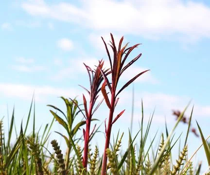 Emerging fireweed Stock Photos