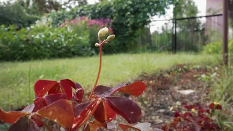 Emerging flower among foliage. Fresh bud rises amid vibrant red leaves. New Stock Footage 346219935