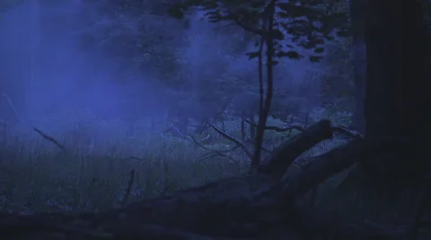 Emerging Fog In The Forest Stock Footage 37616349