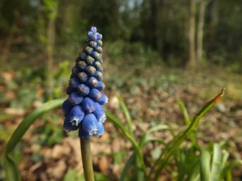 Emerging Grape Hyacinth Foto stock