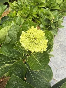 Emerging Green Hydrangea Bloom in a Lush Garden Stock Photos