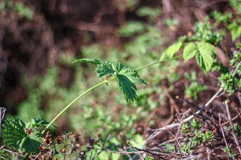 Emerging Green Vine Foto stock