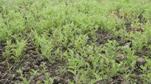 Emerging Lentil Greens 스톡 동영상 332540539