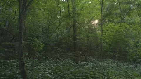Emerging Light: 4K Sunbeams Breaking Through the Dark Forest 動画素材 248596992