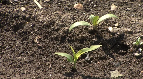 Emerging open corn seedling Stock Footage 39674602
