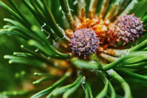 Emerging pine cone Stock Photos