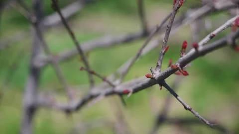 Emerging red buds signal springtime renewal on a tree branch 스톡 동영상 334164711