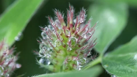 Emerging Red clover (Trifolium pratense)  Flowers Covered in Dew, UK Stock Footage 312513183