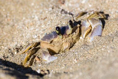 Emerging from the sand Stock Photos