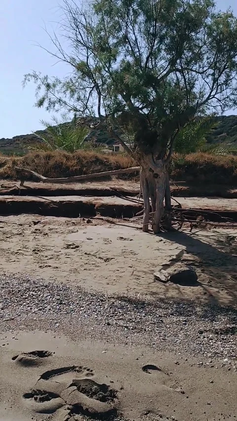 Emerging from Sea to Beach with Unusual Tree Roots – Sitia, Crete Stock Footage 311756501