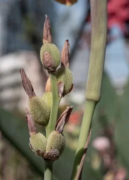 Emerging from a slender, jade-colored stalk, a cluster of textured seed pod.. 写真素材