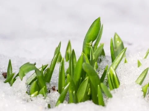 Emerging snowdrops Foto stock