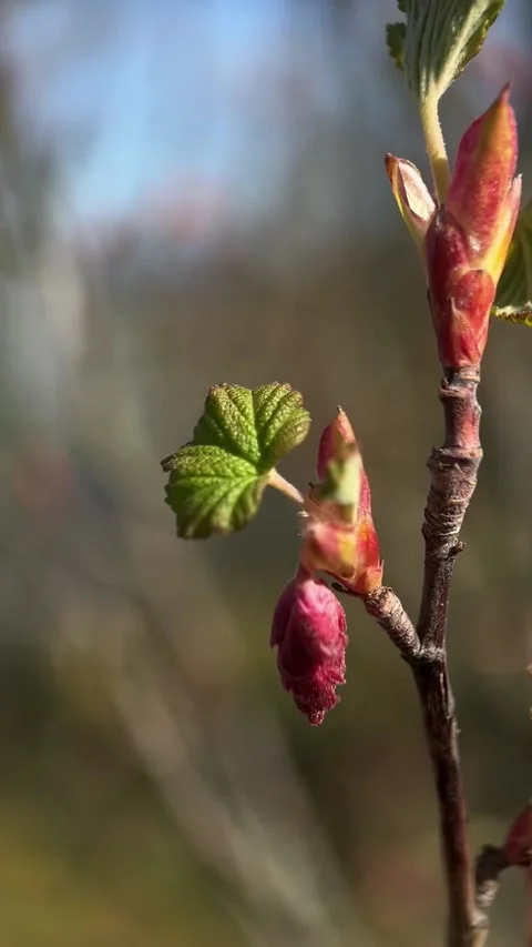 Emerging Spring Buds and Leaves in Vogtland Stock Footage 311279282
