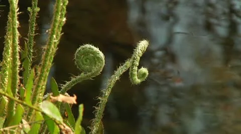Emerging Spring Ferns with creek in the background Stock-Footage 10839352