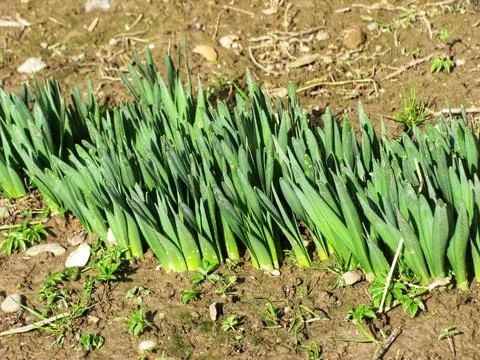 Emerging Spring Greens Stock Photos