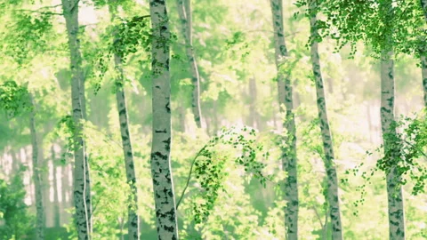 Emerging Sunlight Filters Through a Lush Green Forest of Birch Trees Stock Footage 344910053
