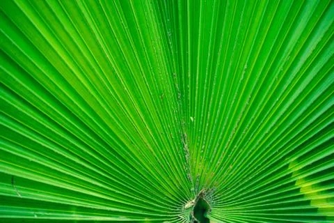 Emerging texture and pattern background with beautiful green palm leaf Foto stock
