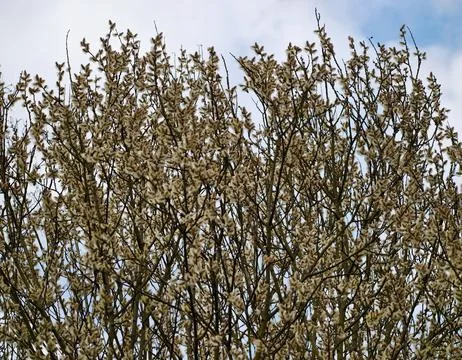 Emerging Tree Branches With Bright Sky And Lively Seasonal Atmosphere Suita.. Stock Photos