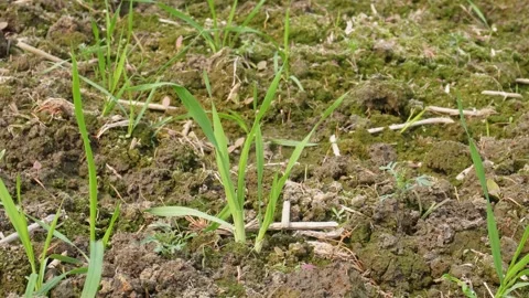 Emerging Wheat Sprouts Stockbeeldmateriaal 332541895