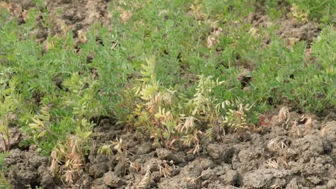 Emerging Young Lentil Plants Stock Footage 332540893