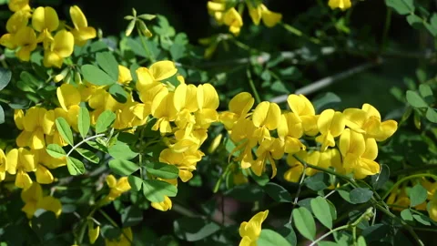 Emerus major Video stock 143651575