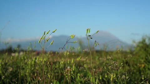 Emilia sonchifolia in the wind Stock-Footage 275571731