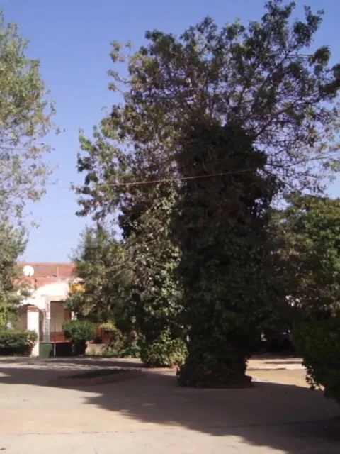 Emir Abdelkader Garden in Ain Bessem City, Algeria Stock Footage 229727011