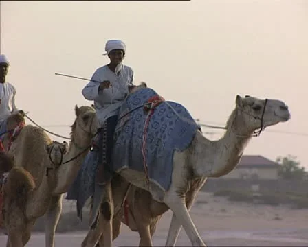 EMIRATES caravan of dromedaries crossing the screen1 動画素材 21019729