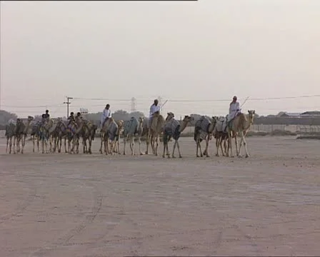 EMIRATES caravan of dromedaries 스톡 동영상 20603158