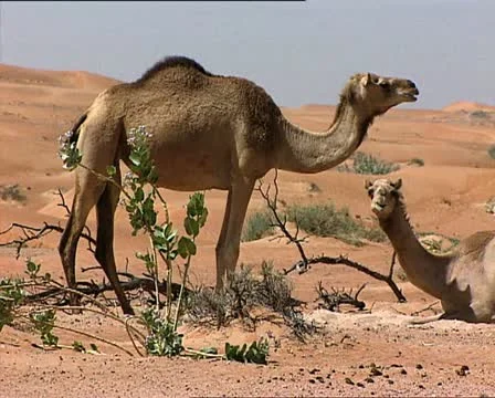 EMIRATES two dromedaries in the desert Stock-Footage 21022104